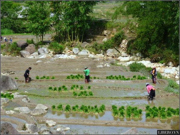 sapa-cay-ruong-fff4d