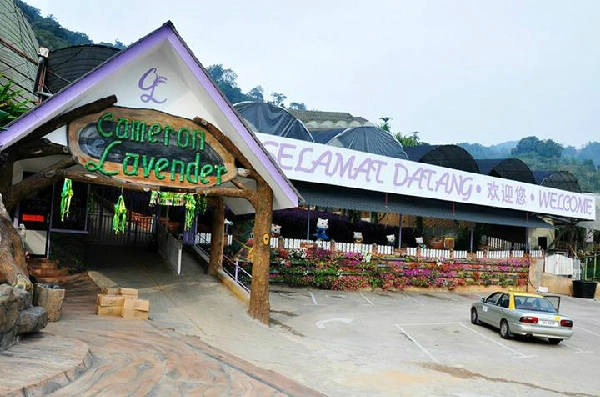 Lavender Garden là điểm đến thú vị trên hành trình khám phá Cameron Highlands ở Malaysia