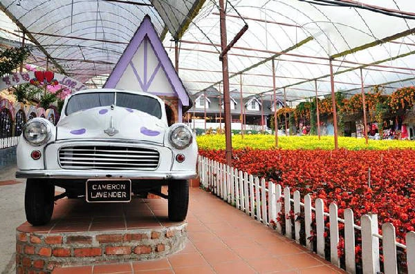 Đến với Lavender Garden, bạn sẽ thật sự được đắm chìm trong thế giới của các loài hoa.