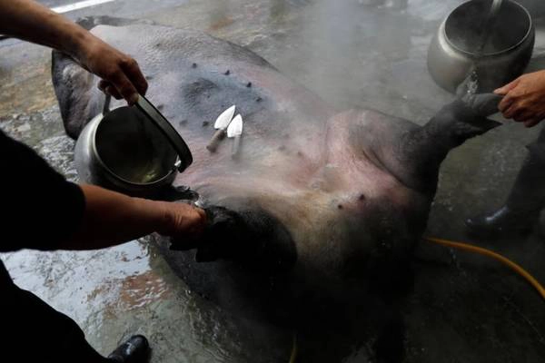 Để có thể nuôi một con lợn đạt trọng lượng lớn nhất, chúng liên tục bị vỗ béo và ép ngủ. Trọng lượng khổng lồ khiến chúng không thể hoạt động mà phải nằm suốt thời gian dài. Một số chủ nhân còn tiêm thuốc gây mê cho lợn, bắt chúng ăn cát và kim loại nặng trước ngày dự thi để tăng cân tối đa. Năm 2017, trọng lượng con lợn chiến thắng là 844 kg. Để có thể nuôi một con lợn đạt trọng lượng lớn nhất, chúng liên tục bị vỗ béo và ép ngủ. Trọng lượng khổng lồ khiến chúng không thể hoạt động mà phải nằm suốt thời gian dài. Một số chủ nhân còn tiêm thuốc gây mê cho lợn, bắt chúng ăn cát và kim loại nặng trước ngày dự thi để tăng cân tối đa. Năm 2017, trọng lượng con lợn chiến thắng là 844 kg.