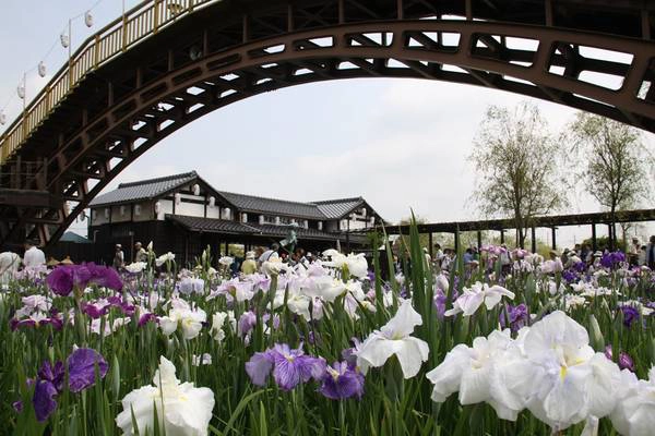 Lễ hội hoa diên vĩ Suigo-Itako lần thứ 65 được tổ chức từ 28/5-26/6 tại thành phố Itako tỉnh Ibaraki, Nhật Bản.