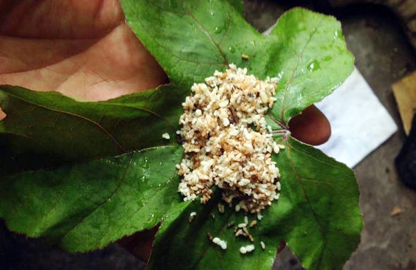 Trứng kiến gói lá sau sau rừng để nướng - Ảnh: Hoàng Hân