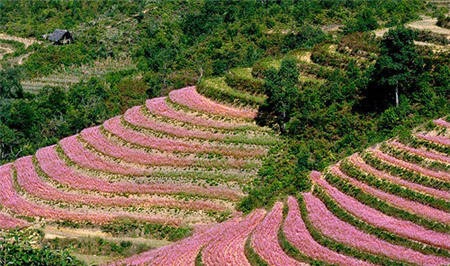 Hoa tam giác mạch.