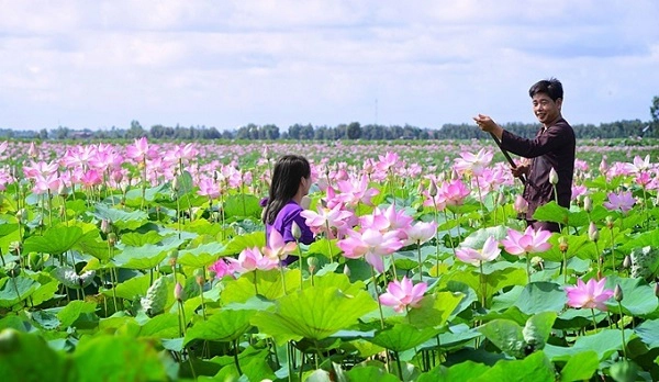 Tháng 7 xuôi về Đồng Tháp đắm chìm trong biển hồng miền sông nước. Sắc hồng nhạt mộc mạc của sen trở thành background đẹp cho bạn tha thồ chụp ảnh - Ảnh: dulich24