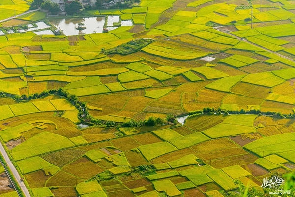 Thay bằng sắc trắng tinh khôi của hoa mơ, hoa mận, cả thung lũng bản Lác rực lên một màu vàng óng ả của lúa chín. Thay bằng sắc trắng tinh khôi của hoa mơ, hoa mận, cả thung lũng bản Lác rực lên một màu vàng óng ả của lúa chín.