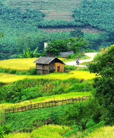 Mỗi năm đến tháng 9, 10, câu hỏi được những người mê Tây Bắc đặt ra nhiều nhất là lúa đã chín chưa? Chủ đề này cũng được bàn tán sôi nổi trên các diễn đàn du lịch và được những người mới đi về cập nhật liên tục. Theo anh Ngô Huy Hòa, tại Lào Cai, lúa đang chín vàng ở Ngải Thầu - Y Tý - Thiên Sinh - A Lù - khu Chu Lìn. Ảnh: Mạnh Chiến.