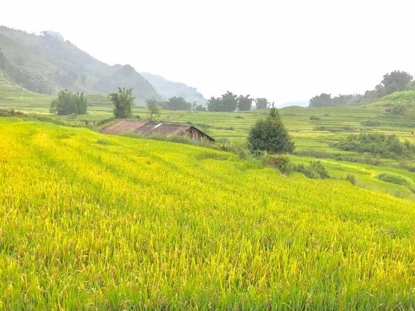 Tại Sa Pa, Hồng Quang, du khách Hà Nội, cho biết quanh khu vực này lúa đã ra bông, một số nơi ngả vàng. Theo blogger Trần Việt Anh, lúa ở Thanh Kim đã chín bắt đầu gặt, lúa ở Tả Van đang vàng, lúa ở Cát Cát vẫn xanh. Thời điểm thích hợp để ngắm lúa Sa Pa là khoảng giữa tháng 9. Ảnh: Đăng. Lịch 'săn' lúa chín ở Sa Pa, Mù Cang Chải