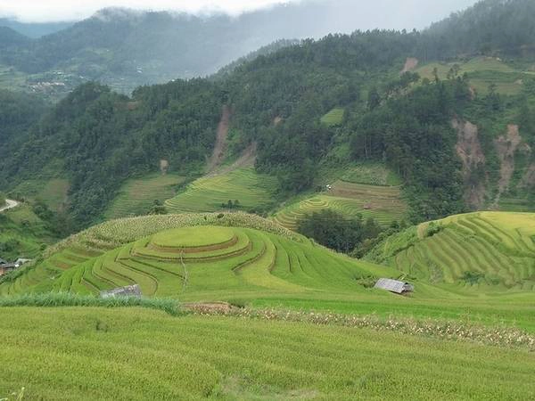 Tuấn Đào vừa có chuyến đi Mù Cang Chải, Yên Bái ngày 5/9. Anh cho biết lúa ở đây, đặc biệt là ruộng mâm xôi nổi tiếng, vẫn còn xanh. Khoảng cuối tháng 9 là thời điểm lý tưởng để ngắm lúa ở đây. Ảnh: Không Tên.