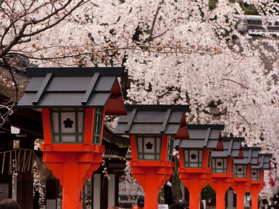 Đến với Kyoto, ngoài ngắm hoa, chắc chắn, bạn không nên bỏ lỡ rừng trúc Sagano, Hoàng cung Kyoto, khu chợ Nishiki, viện bảo tàng manga, phố cổ Gion và chùa Kiyomizu. Ảnh: Shutterstock.