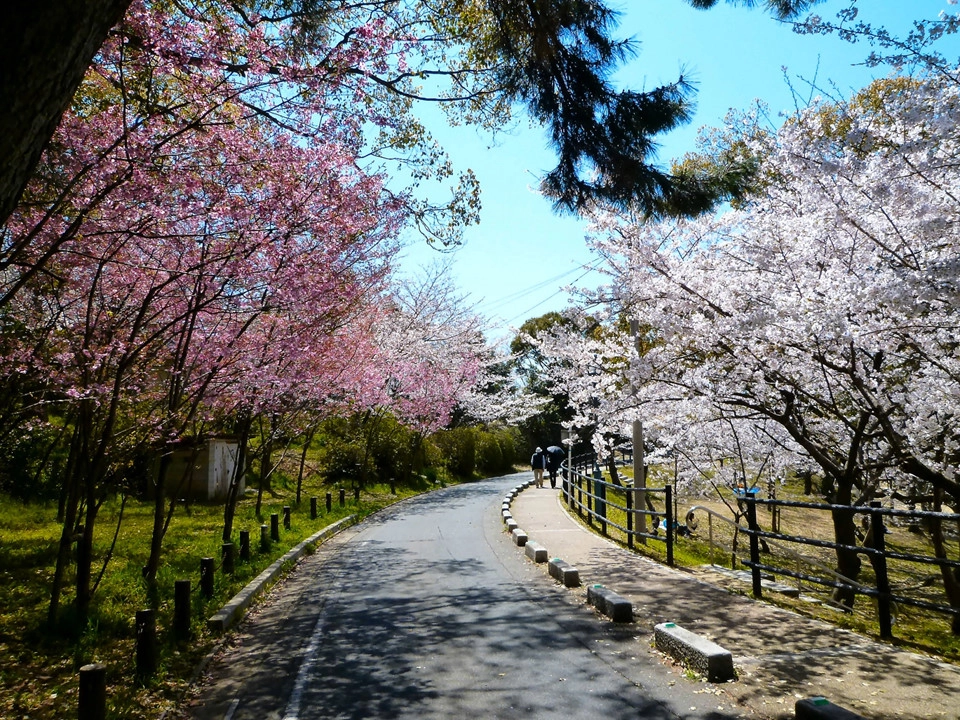 Ngày 20/3, anh đào sẽ nở tại tỉnh Fukuoka. Một trong những điểm ngắm hoa anh đào đẹp trong thành phố có thể kể đến như Atago Shrine (2.000 cây), công viên Maizuru (1.000 cây), công viên Nishi (1.300 cây), công viên Uminonakamichi (2.000 cây), công viên Minami (1.400 cây), Forest City Aburayama (2.000 cây) và công viên Nokonoshima (300 cây). Ảnh: Kyodo.