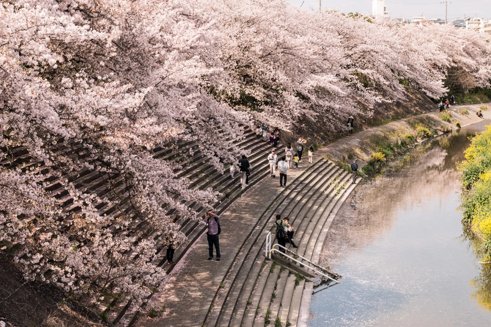 Tại Nagoya, thành phố phồn vinh thứ 3 của Nhật Bản, cư dân và du khách có thể ngắm hoa anh đào nở từ ngày 22/3. Một số địa điểm thưởng hoa đẹp có thể kể đến như bờ sông Yamazakigawa, lâu đài Nagoya, công viên Tsuruma, công viên hòa bình Nagoya và lâu đài Inuyama. Ảnh: The Japan Times.