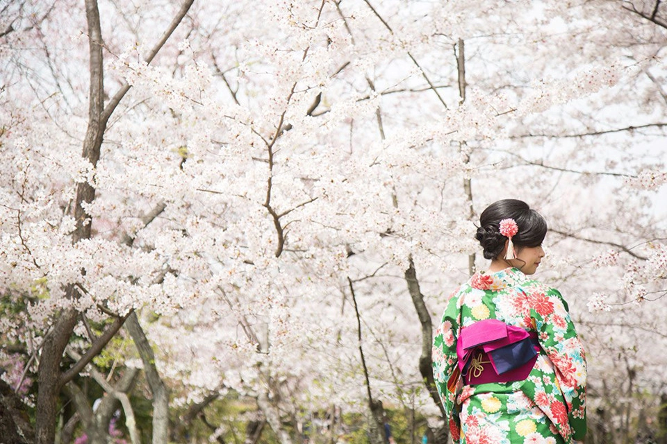 Hoa tại cố đô Kyoto bắt đầu nở từ ngày 25/3 và rộ vào ngày 2/4. Không rộng lớn và hiện đại như Tokyo, Kyoto mang đến cho du khách ấn tượng nhẹ nhàng và cổ kính. Một số địa điểm ngắm hoa đẹp là công viên Maruyama, đền Heian, vườn Haradani-en, kênh Okazaki, dốc Keage, chùa Daigoji, lâu đài Nijo, chùa Ninnaji và đền Hirano. Ảnh: Kyodo.