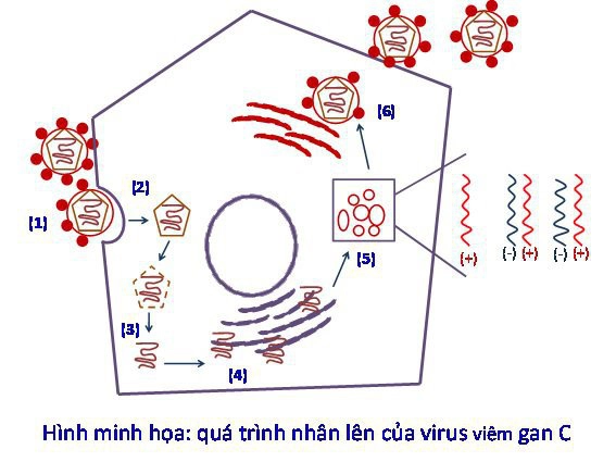 Quá trình nhân lên của HCV