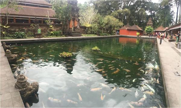 Hồ cá trong đền Tirta Empul