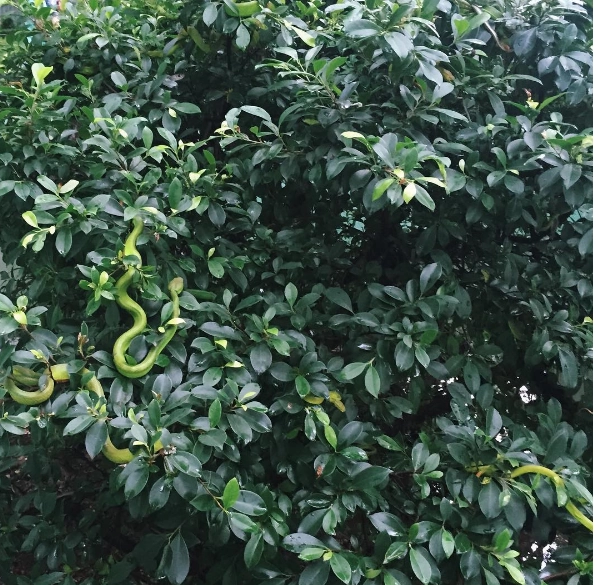 Ảnh: dalena.tea Ảnh: dalena.tea