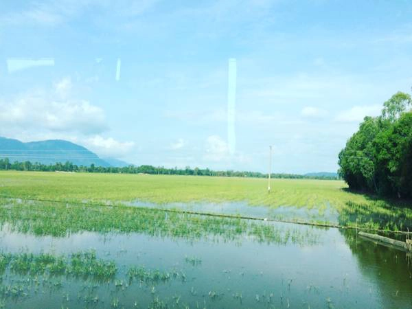 Trên đường đi qua chùa Hẹ, bạn sẽ thấy những cánh đồng lúa bát ngát, các cây thốt nốt cao vút hay vườn xoài nặng trĩu, khung cảnh vùng quê thật yên bình. Trên đường đi qua chùa Hẹ, bạn sẽ thấy những cánh đồng lúa bát ngát, các cây thốt nốt cao vút hay vườn xoài nặng trĩu, khung cảnh vùng quê thật yên bình.