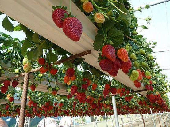 Vườn dâu ở Đà Lạt. Vườn dâu ở Đà Lạt.