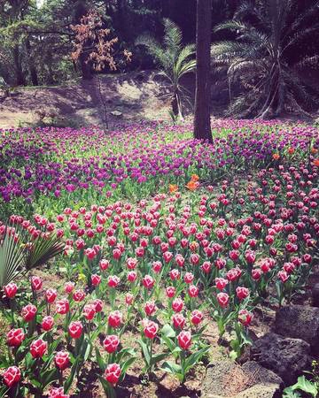 Lễ hội hoa tulip tại công viên Halim.