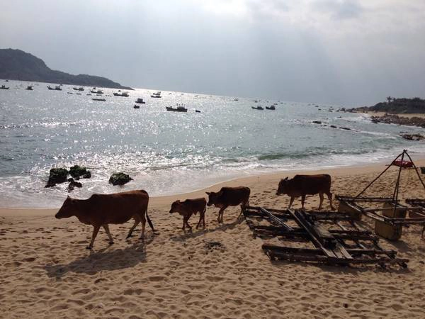 Khung cảnh biển ở đây rất hoang sơ.