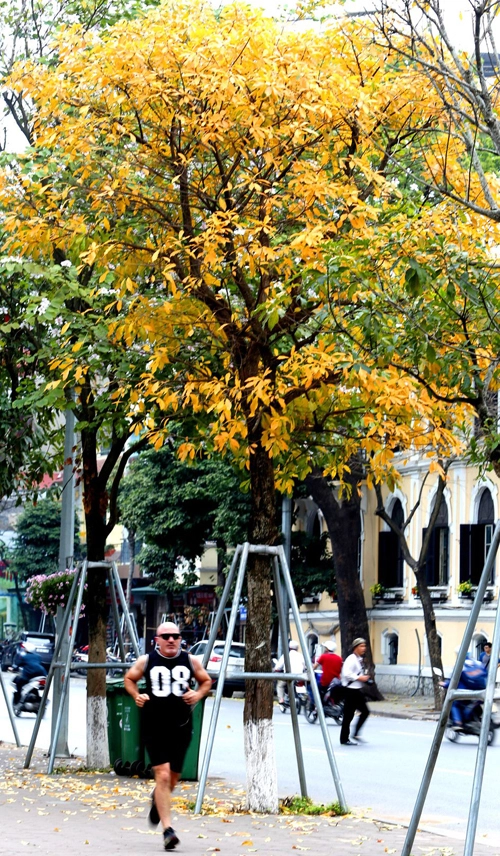 Cùng với hai cây lộc vừng cổ thụ, quanh hồ Gươm còn có rất nhiều cây lộc vừng mới trồng tán nhỏ hơn. Nhiều khách du lịch, dân expat (người nước ngoài làm việc tại Hà Nội) thích chạy hoặc dạo bộ dưới tán lộc vừng mùa thay lá. Cùng với hai cây lộc vừng cổ thụ, quanh hồ Gươm còn có rất nhiều cây lộc vừng mới trồng tán nhỏ hơn. Nhiều khách du lịch, dân expat (người nước ngoài làm việc tại Hà Nội) thích chạy hoặc dạo bộ dưới tán lộc vừng mùa thay lá.
