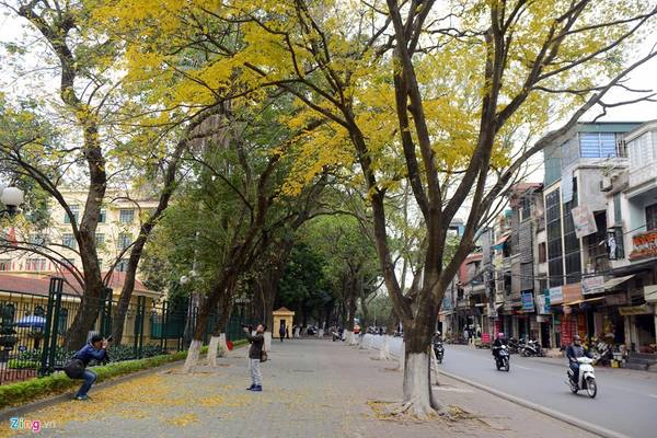Không chỉ có lộc vừng thay lá, những tán cây sưa vàng rực rỡ cũng tô điểm thêm cho Hà Nội. Không chỉ có lộc vừng thay lá, những tán cây sưa vàng rực rỡ cũng tô điểm thêm cho Hà Nội.