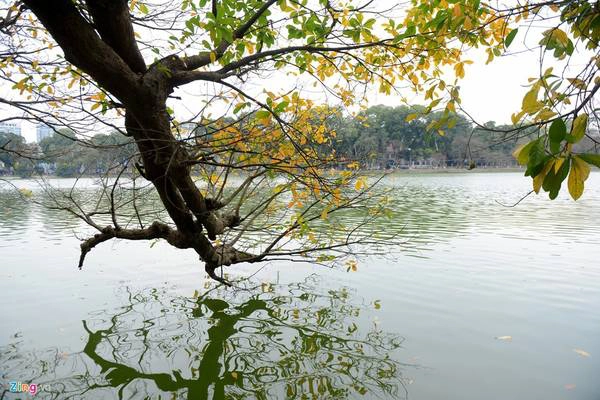 Sát bên hồ Gươm (quận Hoàn Kiếm), hai cây lộc vừng cũng đang thay lá, soi bóng xuống mặt nước hồ xanh biếc. Sát bên hồ Gươm (quận Hoàn Kiếm), hai cây lộc vừng cũng đang thay lá, soi bóng xuống mặt nước hồ xanh biếc.