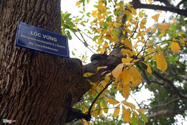 Lộc vừng có tên khoa học là Barigtonia acutangula, thuộc họ Lecythidaceae. Thân và gốc cây tạo thế đẹp. Khi nở, hoa màu đỏ, có hương thơm, được người dân ưa chuộng, chọn làm cây cảnh. Lộc vừng có tên khoa học là Barigtonia acutangula, thuộc họ Lecythidaceae. Thân và gốc cây tạo thế đẹp. Khi nở, hoa màu đỏ, có hương thơm, được người dân ưa chuộng, chọn làm cây cảnh.