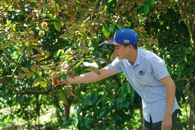 Mùa hè cũng thích hợp để tham quan các vườn trái cây. Khách có thể chụp ảnh, tự tay hái trái và mua ngay tại vườn để mang về làm quà.