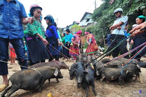 Lợn cắp nách mang xuống chợ, cột dây và tập trung thành một khu để bán. Ảnh: Hachi8.