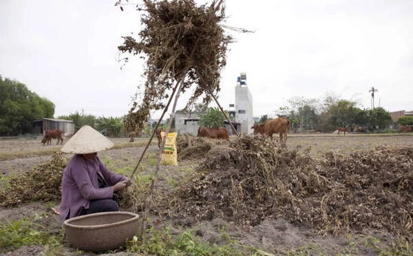 Người phụ nữ tuốt đậu phộng trên ruộng - Ảnh: Trân Duy Người phụ nữ tuốt đậu phộng trên ruộng - Ảnh: Trân Duy