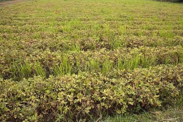 Đậu phộng đã "chín" đang chờ nhổ - Ảnh: Trân Duy Đậu phộng đã "chín" đang chờ nhổ - Ảnh: Trân Duy