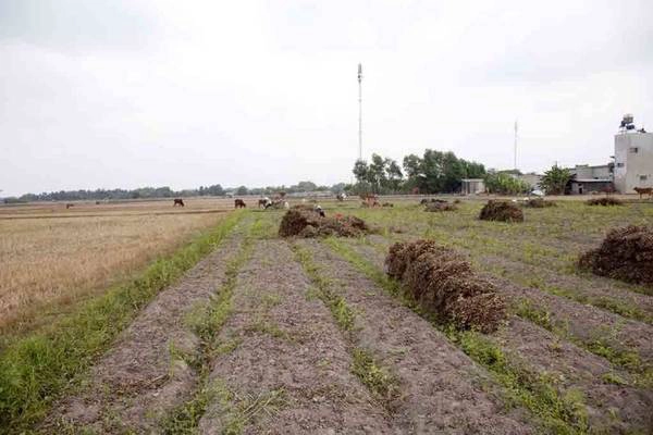Cánh đồng đậu phộng đang được thu hoạch - Ảnh: Trân Duy Cánh đồng đậu phộng đang được thu hoạch - Ảnh: Trân Duy