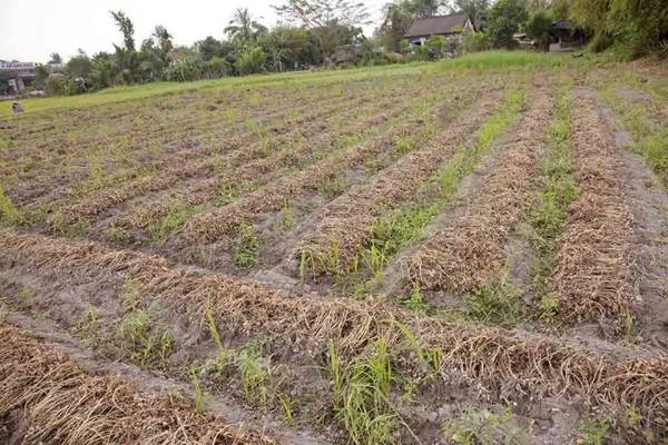 Đậu phộng mới nhổ chất ngay luống chờ người tuốt hạt - Ảnh: Trân Duy Đậu phộng mới nhổ chất ngay luống chờ người tuốt hạt - Ảnh: Trân Duy