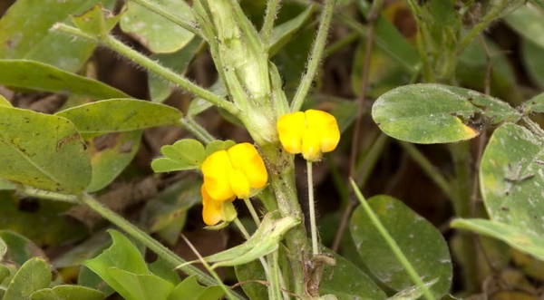 Bông hoa đậu phộng - Ảnh: Trân Duy Bông hoa đậu phộng - Ảnh: Trân Duy