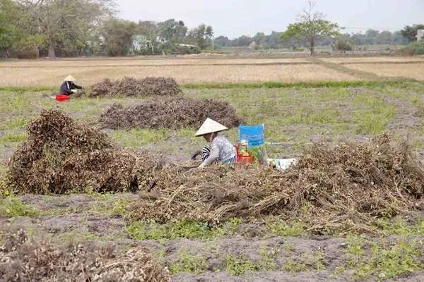 Những phụ nữ ngồi lặt đậu trên ruộng - Ảnh: Trân Duy Những phụ nữ ngồi lặt đậu trên ruộng - Ảnh: Trân Duy