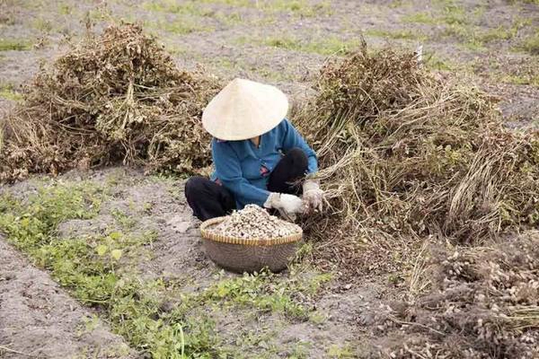Đậu phộng vừa thu hoạch trên ruộng - Ảnh: Trân Duy Đậu phộng vừa thu hoạch trên ruộng - Ảnh: Trân Duy