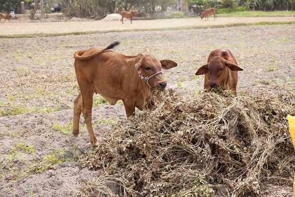 Thân đậu sau khi lấy hết trái sẽ được dành cho trâu, bò - Ảnh: Trân Duy Thân đậu sau khi lấy hết trái sẽ được dành cho trâu, bò - Ảnh: Trân Duy