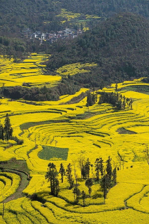 Những cánh đồng hoa cải nổi bật giữa khung cảnh núi non điệp trùng của tỉnh Vân Nam. Cánh đồng hoa cải ở Luoping được xem là cánh đồng hoa cải rộng lớn nhất, đẹp và quyến rũ nhất tại Trung Quốc. Những cánh đồng hoa cải nổi bật giữa khung cảnh núi non điệp trùng của tỉnh Vân Nam. Cánh đồng hoa cải ở Luoping được xem là cánh đồng hoa cải rộng lớn nhất, đẹp và quyến rũ nhất tại Trung Quốc.