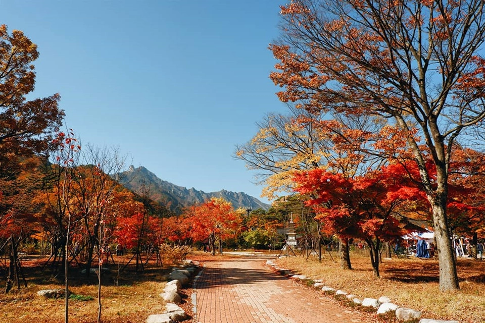 Ở Hàn Quốc, mùa thu thường rơi vào khoảng tháng 9 đến tháng 11. Với tiết trời khô hanh, mát mẻ, đây là thời điểm đẹp nhất để bạn ghé thăm xứ sở kim chi. Những người mê du lịch hẳn không xa lạ với hình ảnh những hàng cây lá vàng, lá đỏ rực rỡ trong các thước phim Hàn Quốc. Đến khám phá xứ Hàn mùa này, bạn đừng quên tìm kiếm địa điểm ngắm lá vàng mùa thu. Ảnh: @photographvkp.