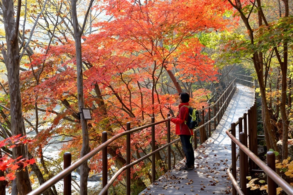  Công viên Quốc gia Jirisan: Cũng thuộc tỉnh Jeolla-do nhưng nằm ở thành phố Namwon, bạn có thể di chuyển đến công viên Quốc gia lâu đời nhất Hàn Quốc Jirisan, nơi có ngọn núi Jirisan cao thứ hai trong cả nước (1.915 m). Nổi tiếng với vẻ đẹp hoang sơ dân dã, đây là một trong những điểm ngắm lá vàng thu hút khách nhất. Ảnh: @bukak123.