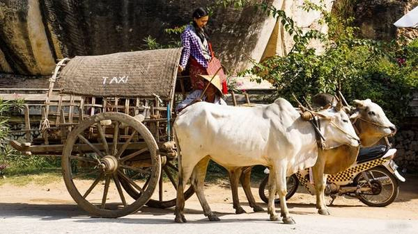 Taxi bò (cow taxi) ở Mingun chở tối đa 5 khách đi tham quan, có giá 5 USD một chuyến - một trong những điều bạn nên thử khi đến đây.