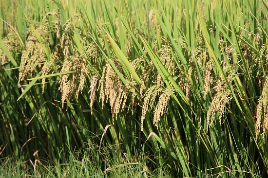 Cánh đồng lúa chín vàng trên cao nguyên Ngọc Chiến đang được người dân bắt đầu thu hoạch. Những hạt lúa nếp tan này sẽ được sử dụng làm xôi, hoặc các loại bánh trong lễ hội cơm mới. Cánh đồng lúa chín vàng trên cao nguyên Ngọc Chiến đang được người dân bắt đầu thu hoạch. Những hạt lúa nếp tan này sẽ được sử dụng làm xôi, hoặc các loại bánh trong lễ hội cơm mới.