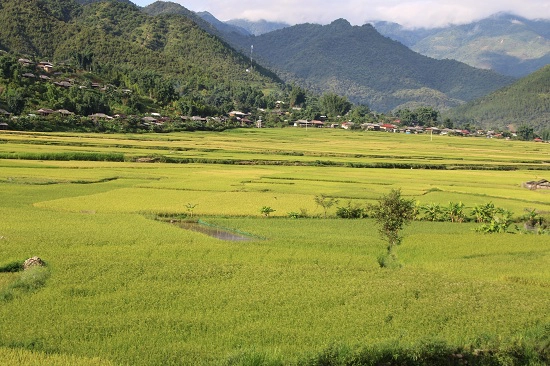 Ông Lò Văn Pháng, Chủ tịch UBND xã Ngọc Chiến, cho biết: "Ngọc Chiến được biết đến là vùng đất có thứ gạo đặc sản nổi tiếng là gạo nếp tan (hay còn gọi là nếp tan cổ). Đây là thứ đặc sản ăn rất thơm ngon, dẻo, ăn một lần nhớ mãi không quên". Ông Lò Văn Pháng, Chủ tịch UBND xã Ngọc Chiến, cho biết: "Ngọc Chiến được biết đến là vùng đất có thứ gạo đặc sản nổi tiếng là gạo nếp tan (hay còn gọi là nếp tan cổ). Đây là thứ đặc sản ăn rất thơm ngon, dẻo, ăn một lần nhớ mãi không quên".