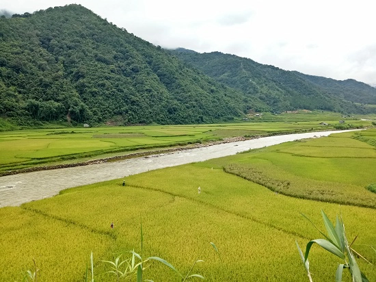 Từ trên cao nhìn xuống cánh đồng lúa chín vàng rực rỡ, đẹp như tranh vẽ. Từ trên cao nhìn xuống cánh đồng lúa chín vàng rực rỡ, đẹp như tranh vẽ.