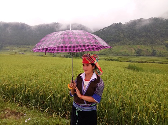 Nếp tan ngoài việc để ăn còn để làm bánh chưng, đặc biệt trong lễ hội cơm mới không thể thiếu thứ gạo nếp này được. Nếp tan ngoài việc để ăn còn để làm bánh chưng, đặc biệt trong lễ hội cơm mới không thể thiếu thứ gạo nếp này được.