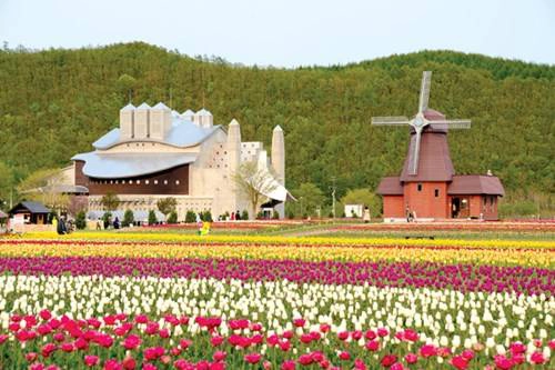 Các luống tulip khác biệt, đan xen nhau tạo nên hình ảnh đầy ấn tượng