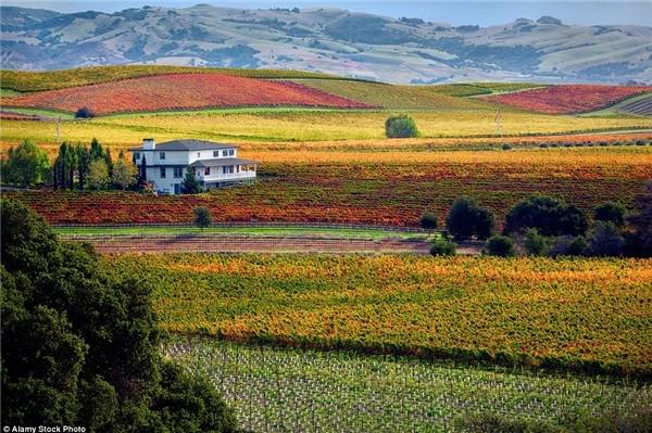 Thung lũng trồng nho Napa ở California đẹp mơ màng.
