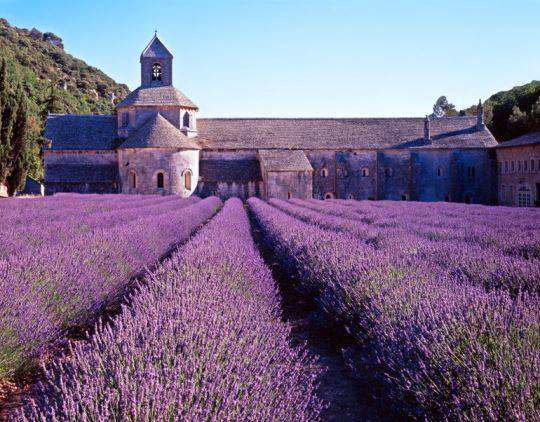 lavender-fields-photo_1357031-770tall