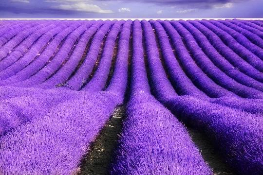 Province-Lavender-Fields