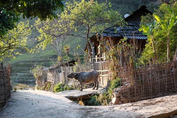 Một con trâu đứng đợi chủ về mở cửa vào nhà ở bản Nà Sảng.